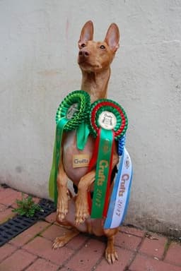 Crufts 2017